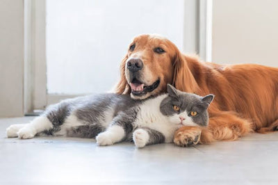 Pet Care